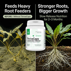 Capsules placed in substrate beneath plants for steady root zone nutrition.