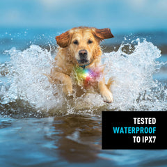Nite Ize SpotLit Splash clip-on collar light in flash mode for high-contrast walks