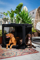 Noah & Paw crate with mesh doors for steady airflow