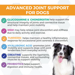 Nootie Progility bottle label front showcasing a premium joint supplement for dogs.
