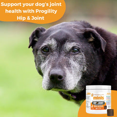 Dog accepts Nootie Progility mini hip joint soft chews during daily routine