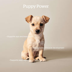 Now Fresh puppy turkey-salmon-duck kibble closeup highlights a tasty multi-protein balance.