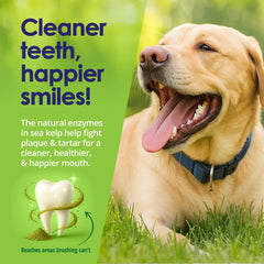 NuLife Icelandic sea kelp bottle highlights organic ingredient for dental health.