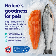 Shiny coat after using NuLife salmon oil for dogs