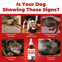NutraLeonis Adrenal Balance for Dogs label front emphasizes melatonin and ashwagandha for sleep.