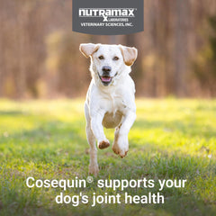 Nutramax Cosequin omega-3s soft chews image emphasizes skin and coat health.