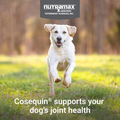 Dog on a walk shows potential joint comfort with Cosequin