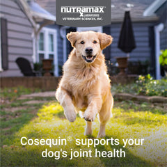 Front label of Nutramax Cosequin DS Plus MSM showing joint health ingredients