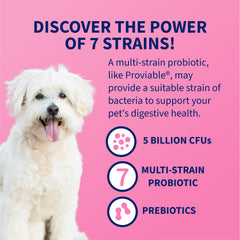 Nutramax Proviable digestive health bottle shown for convenient daily use.