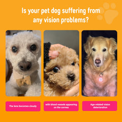 Nutridog tear stain defense chews around dog eyes