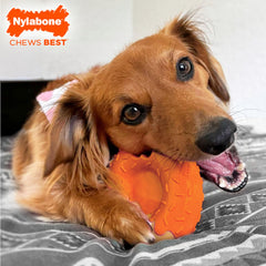 Limited edition donut with orange frosting for exciting chew sessions