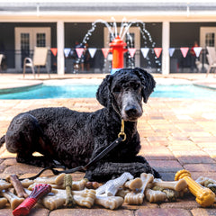 Nylabone Barbell Power Chew Toy peanut butter flavor infused for lasting taste.