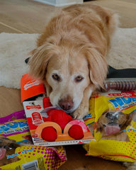 Nylabone Power Chew Flavor Medley infused throughout for lasting taste
