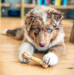 Nylabone Healthy Edibles chicken chews for dogs, satisfying and digestible