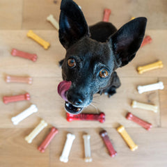 Nylabone Holiday Gift Ready toys make thoughtful dog stocking stuffers.