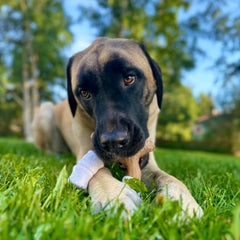 Nylabone Marshmallow Stick side view shows three chewing ends for grip