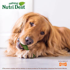 Nylabone Nutri Dent dog chewing action shows engagement