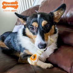 Nylabone Pop-In Treats provide tasty rewards that extend playtime