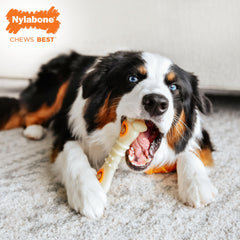 Nylabone 30 USA-made Pop-In Treats refill pouch extends interactive playtime for dogs.