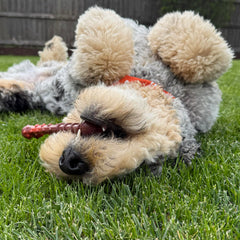 Nylabone Power Chew Classic Bone Chicken flavor for engaging chewing sessions.