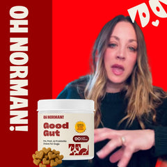 Pumpkin cinnamon flavor Oh Norman! probiotic chews for tasty gut support.