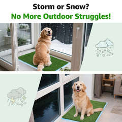 Oiyeefo two-pack arrangement showing scalable option for larger dogs' needs