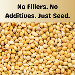 Closeup of Olympus Myco white proso millet seed highlighting high nutrient content