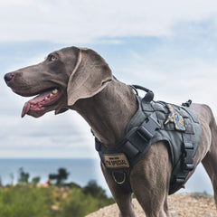 ONETIGRIS MOLLE system dog harness for attaching pouches on hikes