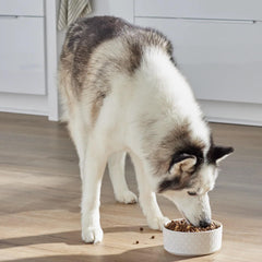 Open Farm Harvest chicken and turkey protein blend supports active dogs.