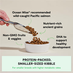 Open Farm puppy food bowl serving demonstrates grain-inclusive, complete meal for active puppies.