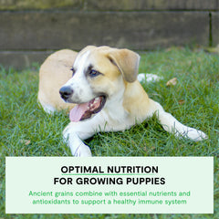 Open Farm traceable ingredient label emphasizing ingredient origin and transparency