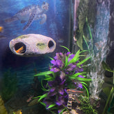 OrnaMounts magnetic rock cave wall-mount for aquarium shelter