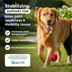 Ortocanis knee brace front view worn by dog for mobility