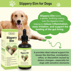Ourea Slippery Elm Drops close-up of drops cap shows clean herbal formula.