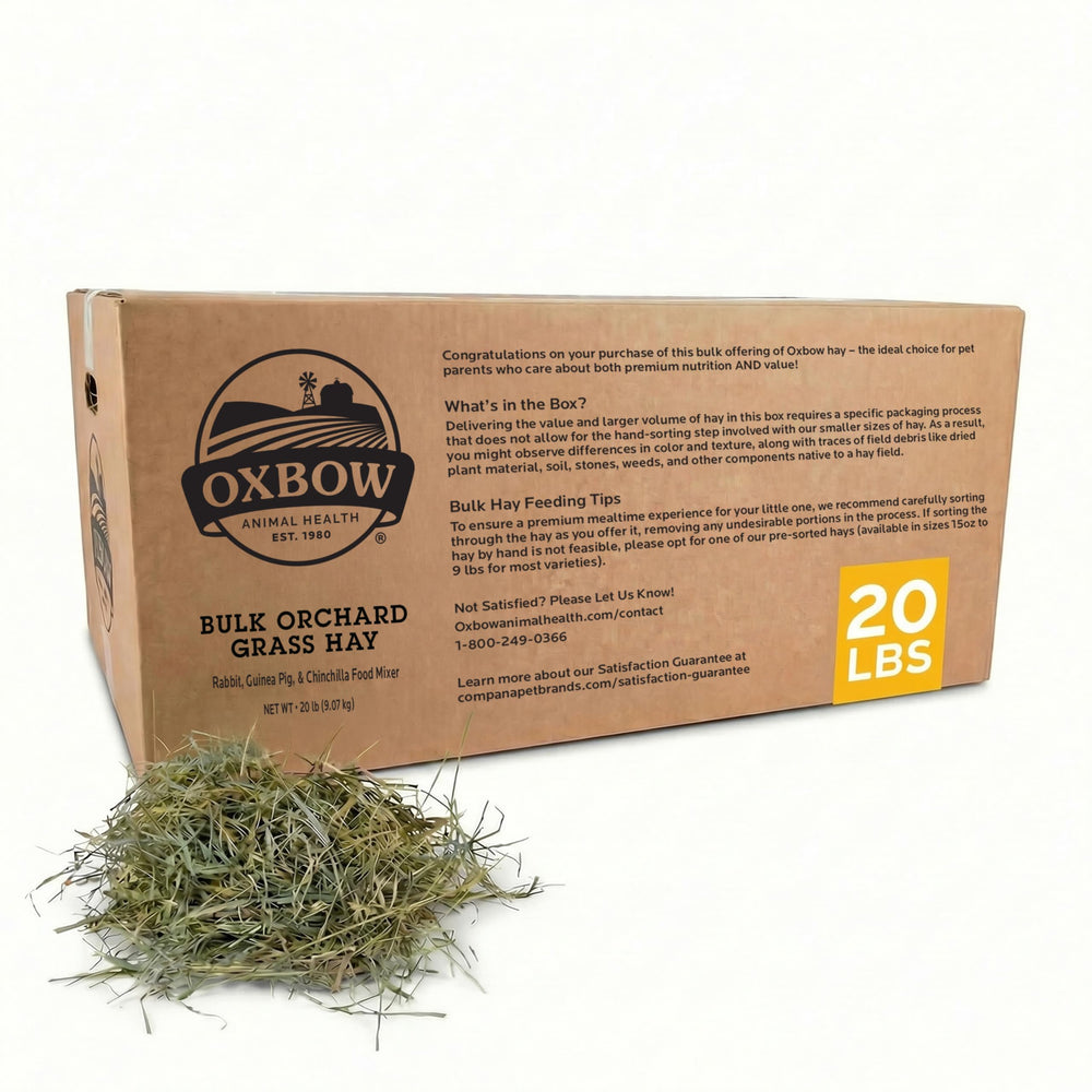 Oxbow Orchard Grass Hay with a soft texture supports gentle chewing for rabbits and guinea pigs.
