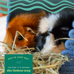 Oxbow Orchard Grass Hay sweet flavor entices nibbling and supports appetite.
