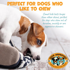 Pack Approved camel sticks dog chew action demonstrates long-lasting engagement.