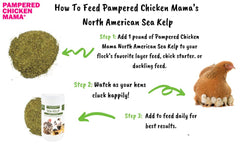 Pampered Chicken Mama kelp feather-health closeup suggests improved feather vitality during molt