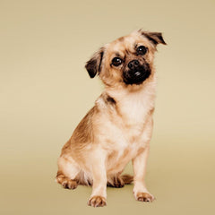 Paul Mitchell Pet Tear-Free Shampoo foam lather during bath time.