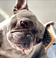 PAW WAVE Buzz Therapeutic Brush close-up of soft bristles stimulating circulation.