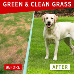 PAWFECTCHEW Green Lawn Chews tasty biscuit texture for dogs.