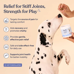 Pawfy Advanced Pain Management dog running demonstrates mobility support for active pets.