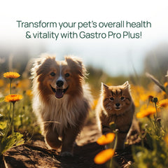 pawTree Gastro Pro Plus box features pumpkin and papaya for gut health.