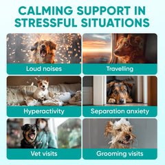 Pawzitive Pets soft treats closeup showing calming formula for calmer dogs
