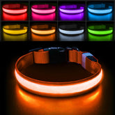 PcEoTllar light-up dog collar glows for night walks, boosting visibility.