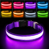 PcEoTllar light up dog collar glows at night for enhanced visibility during walks.