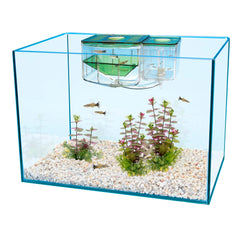 Penn-Plax AN2 Aqua Nursery separate-tank transfer showing safe fry isolation.