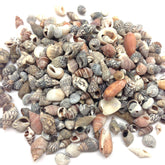 PEPPERLONELY Indian Ocean small mix seashells, colorful decor accents for crafts.