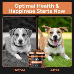 Dog walks outdoors with Pet Chef Nutrition chews bottle visible for daily immunity reminder
