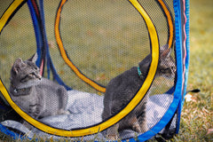 Pet Fit For Life breathable mesh bottom promotes comfortable activity inside
